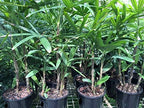 Lady Palm - Live Plant in a 10 Inch Growers Pot - Rhapis Excelsa - Beautiful Clean Air Indoor Outdoor Houseplant