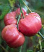 Burpee 'Brandy Boy', Hybrid Beefsteak Slicing Variety, Large Red Fresh Indeterminate Tomato, 35 Non-GMO Seeds