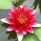 4 Pack Water Lily Tubers Live Aquatic Plant Freshwater Pond Garden Colorful by Greenpro
