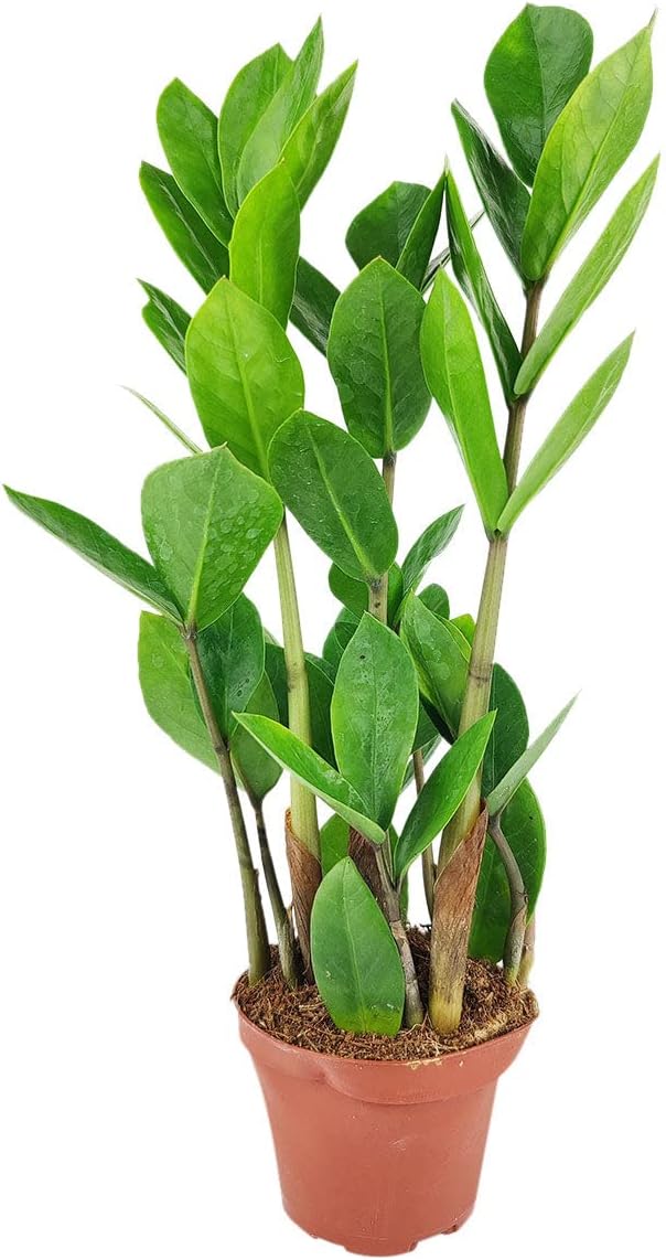 ZZ Plant (4" Grower Pot) - Low Light and Healthy Houseplant - Easy to Care Indoor Houseplant - Live Healthy Houseplant for Home Office Decoration