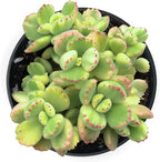 Sprout N Green Bear’s Paws, Live Succulent Fully Rooted in 4" Pots with Soil Mix, Rare House Plant for Home Office Indoor Outdoor Wedding Decor, DIY Projects, Party Favor