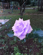 Bonsai Germany Rare Purple Roses 30Pcs Dragon Rose Heirloom Seeds Flowering Plants