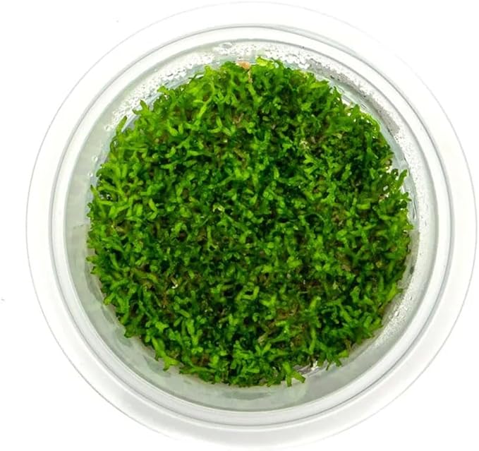SubstrateSource Live Plant - Riccia Fluitans Tissue Culture Aquatic Live Aquarium Plant Grass Carpet for Aquascape - 100% Snail Free in Vitro Cup (Riccia Fluitans)