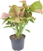Syngonium Neon Robusta (6 inch) - Lucky Houseplants - 4/6 inch Unique Live Decorative Houseplants - Easy to Care Indoor Plants, Perfect for Office, Home & Feng Shui Decor
