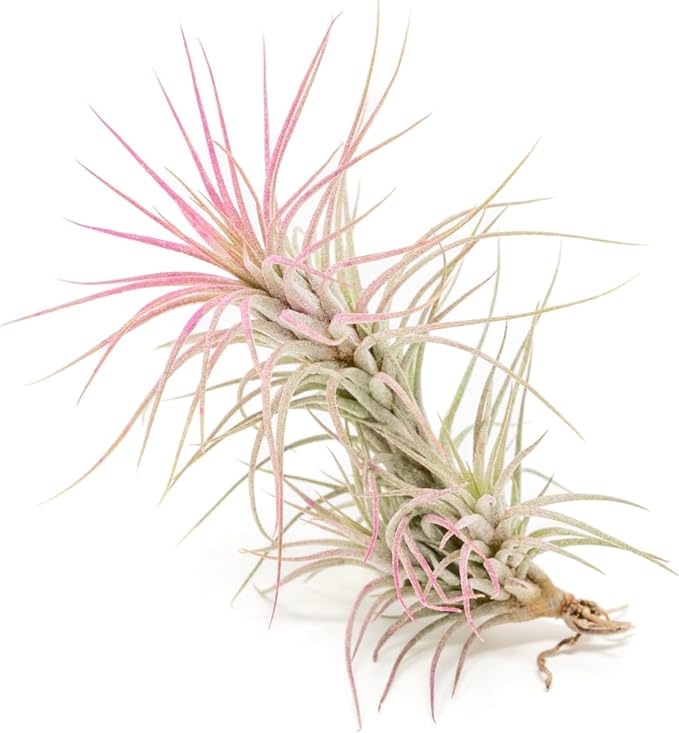 Raspberry Colorful Tillandsia Air Plants - Long Lasting Color Enhanced Live Tillandsia Succulent House Plants - Home and Garden Decor - Easy Care Indoor/Outdoor Plants (Funckiana, Pack of 3)