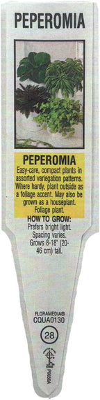 Live 6 Inch Peperomia Growers Choice 3-Pack in Nursery Grower Pot | Easy-Care Indoor Houseplant for Home and Office Decor | Air-Purifying Plant Gift