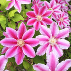 Clematis Vine Plant, Clematis Vine Plants Live in 2.5 Inch Pot, Perennial Climbing Clematis Plants Live for Outdoor Garden (White Pink Flowers)