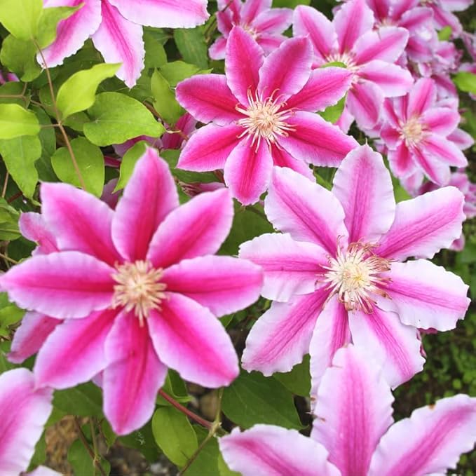 Clematis Vine Plant, Clematis Vine Plants Live in 2.5 Inch Pot, Perennial Climbing Clematis Plants Live for Outdoor Garden (White Pink Flowers)