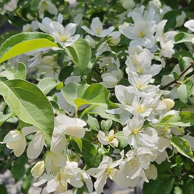 2 Mock Orange Live Plants | Mock Orange Shrubs for Outdoor Planting | 1–2 Feet Tall Bush Plants | Live Bushes and Shrubs Outdoor for Garden Use