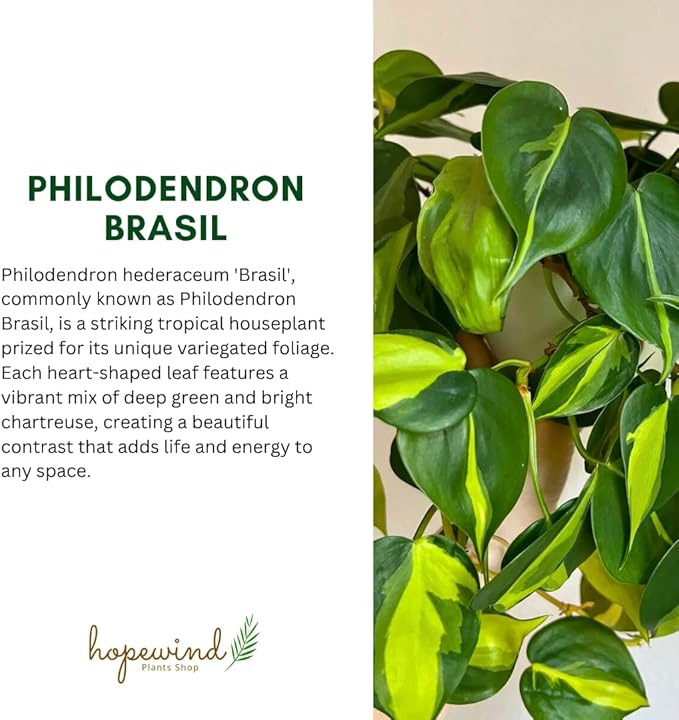 Hopewind Plnats Shop - Philodendron hederaceum Brasil, Rare Variety, Live Indoor Plant, 4 inch Pot