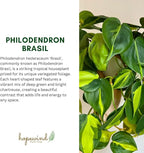 Hopewind Plnats Shop - Philodendron hederaceum Brasil, Rare Variety, Live Indoor Plant, 4 inch Pot