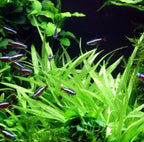 Bulk Dwarf Chain Sword (Helanthium tenellum) Easy Live Aquarium Plants for Aquatic Freshwater Fish Tank (30)