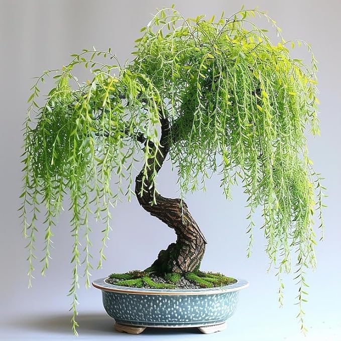 30+Weeping Willow Bonsai Tree Seed-Graceful Bonsai with Drooping Branches, Compact Ornamental Tree for Indoor Outdoor Decor