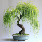 30+Weeping Willow Bonsai Tree Seed-Graceful Bonsai with Drooping Branches, Compact Ornamental Tree for Indoor Outdoor Decor