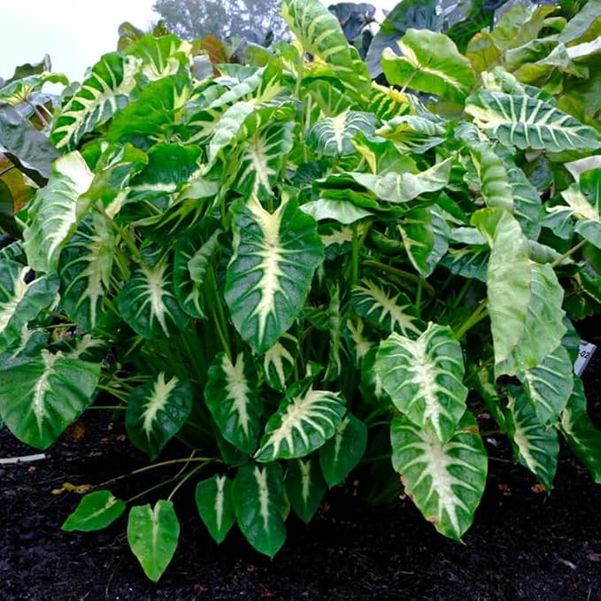 Elephant Ear Plants, Rare Colocasia Plant Live, Perennial Esculenta Taro Alocasia 4-8 Inch Tall, Indoor Outdoor Garden (Sunrise)