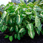 Elephant Ear Plants, Rare Colocasia Plant Live, Perennial Esculenta Taro Alocasia 4-8 Inch Tall, Indoor Outdoor Garden (Sunrise)