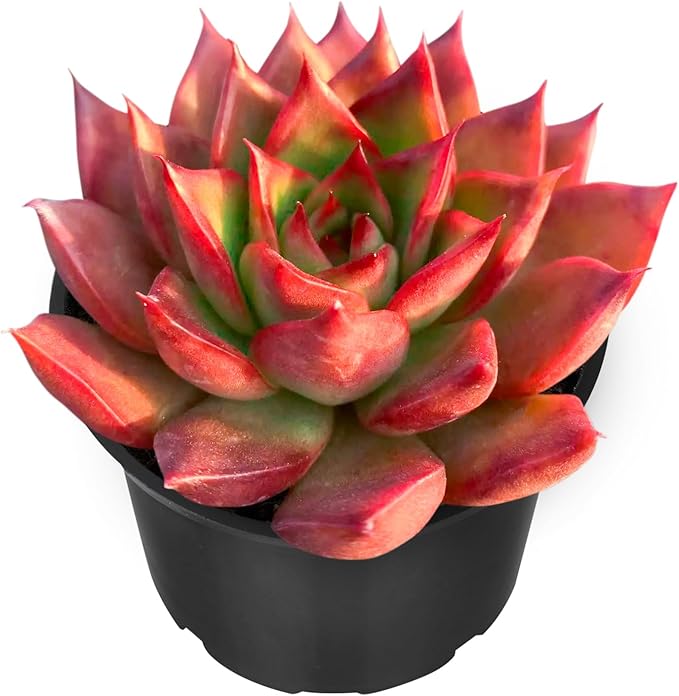 Sprout N Green Echeveria Agavoides Wild Horse, Live Succulent Fully Rooted in 2" Pot with Soil Mix, Houseplant for Indoor Outdoor Home Office Wedding Decor Party Favor, Easy to Care, Pet-Friendly