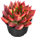 Sprout N Green Echeveria Agavoides Wild Horse, Live Succulent Fully Rooted in 2" Pot with Soil Mix, Houseplant for Indoor Outdoor Home Office Wedding Decor Party Favor, Easy to Care, Pet-Friendly