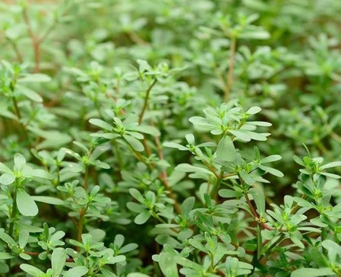 500+ Golden Purslane Seeds Portulaca Sativa Leafy Vegetables Garden Plant