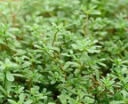 500+ Golden Purslane Seeds Portulaca Sativa Leafy Vegetables Garden Plant