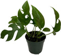Mini Monstera Plant Live - Rare Rhaphidophora Tetrasperma with 4 Inch Pot - Easy to Care and Grow Indoor Houseplants for Home Office Wedding Decor & Birthday Gift