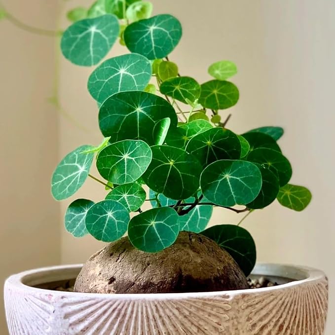 6-7 Cm Stephania Cephalantha Plant Caudex, Already Sprouts, Rare Succulent with No Hair Roots from 2.5 to 3" Wide Caudex for Planting, Home Decor, Houseplant, Cold Hardy