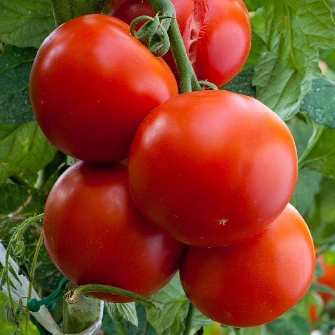Beefsteak Tomato Plants, 2 Live Plants, 4-8 Inch Tall, 4 Inch Pots, Non-GMO (2, 10)