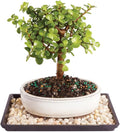 Brussel's Bonsai - Live Dwarf Jade Bonsai Tree with Ceramic Bonsai Pot & Humidity Tray, Indoor Bonsai Plant, 3 Years Old, 5-8 Inches Tall, Easy Care Houseplant for Home or Office (Small, Green)