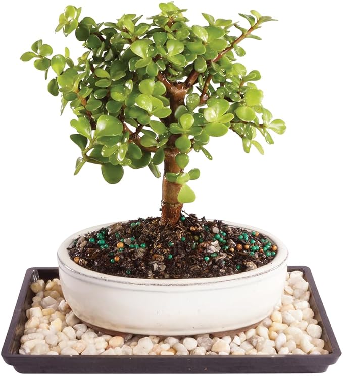 Brussel's Bonsai - Live Dwarf Jade Bonsai Tree with Ceramic Bonsai Pot & Humidity Tray, Indoor Bonsai Plant, 3 Years Old, 5-8 Inches Tall, Easy Care Houseplant for Home or Office (Small, Green)