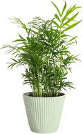 Thorsen's Greenhouse Parlor Palm Plant, Live Indoor Plant, Neanthe Bella Palm, Natural Air Purifier, Easy to Grow, Pet Safe Plant, 6-inch Diameter Pot (Sage (6" Pot))