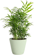 Thorsen's Greenhouse Parlor Palm Plant, Live Indoor Plant, Neanthe Bella Palm, Natural Air Purifier, Easy to Grow, Pet Safe Plant, 6-inch Diameter Pot (Sage (6" Pot))