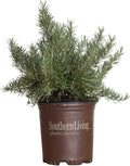 Chef's Choice Rosemary (2 Gallon) Fragrant Lavender - Evergreen Edible Shrub - Live Plant for Cooking & Grilling - Southern Living Plant Collection - Rosemarinus officinalis