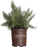 Chef's Choice Rosemary (2 Gallon) Fragrant Lavender - Evergreen Edible Shrub - Live Plant for Cooking & Grilling - Southern Living Plant Collection - Rosemarinus officinalis