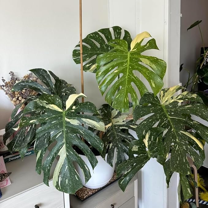 Rare Monstera Plant, Variegated Monstera Live Plant, Live Monstera Plant 3 Inches Height Bareroot for Indoor Planting