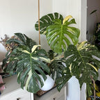 Rare Monstera Plant, Variegated Monstera Live Plant, Live Monstera Plant 3 Inches Height Bareroot for Indoor Planting