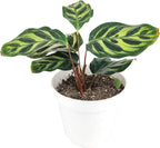 Calathea Makoyana Peacock (4'' Grower Pot) - Air Purifying and Live Healthy Houseplant - Easy to Grow, Easy to Care Indoor Houseplant