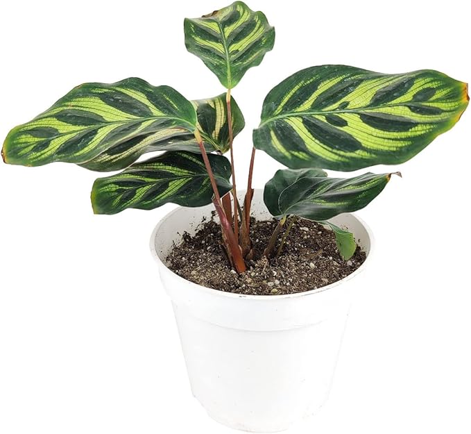 Calathea Makoyana Peacock (4'' Grower Pot) - Air Purifying and Live Healthy Houseplant - Easy to Grow, Easy to Care Indoor Houseplant