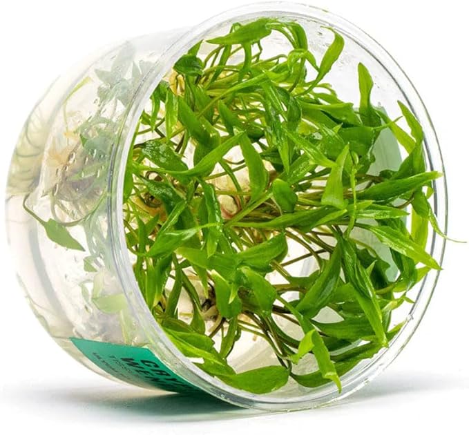 Ultum Nature Systems Cryptocoryne Wendtii Green Tissue Culture Live Plant for Aquarium, Aquascape, Freshwater Fish Tanks - 100% Snail Free in Vitro