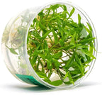 Ultum Nature Systems Cryptocoryne Wendtii Green Tissue Culture Live Plant for Aquarium, Aquascape, Freshwater Fish Tanks - 100% Snail Free in Vitro
