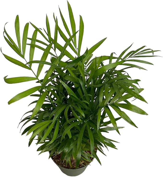 Parlor Palm, Pet-Friendly, Air Purifying Plant, Live Indoor Plant, Neanthe Bella Palm, Easy Care and Easy to Grow and Low Maintenance Live Houseplant in 4 inch Pot