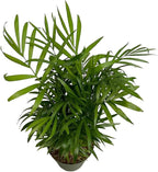 Parlor Palm, Pet-Friendly, Air Purifying Plant, Live Indoor Plant, Neanthe Bella Palm, Easy Care and Easy to Grow and Low Maintenance Live Houseplant in 4 inch Pot