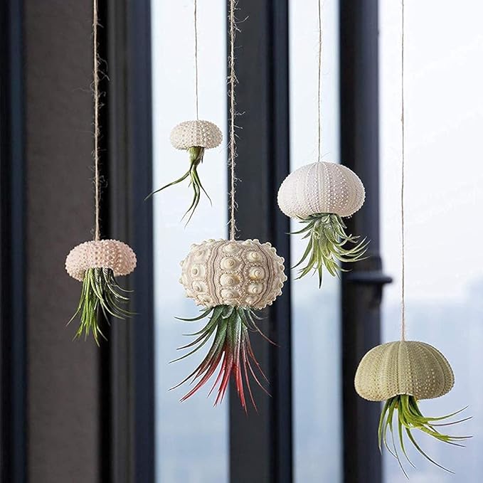 5 Pcs Conch Plant Holders, Sea Shell Air Plant Holders for Hanging Decorative Air Plant Display Containers Sea Urchin Hanging Pot for Garden Beach Theme Party