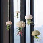 5 Pcs Conch Plant Holders, Sea Shell Air Plant Holders for Hanging Decorative Air Plant Display Containers Sea Urchin Hanging Pot for Garden Beach Theme Party