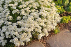 RedCrocus White Out Candytuft | Evergreen Perennial for Borders, Rock Gardens & Containers | Drought Tolerant, Non-Toxic & Pet Safe | Spring Bloom | Full Sun 1 Gallon (Pack of 2)