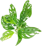 Monstera Adansonii 'Swiss Cheese' (4 inch) - Air-Purifying Houseplants - 4/6 inch Unique Live Decorative Houseplants - Low-Maintenance Indoor Plants, House Warming Gift, Natural Air Purifier