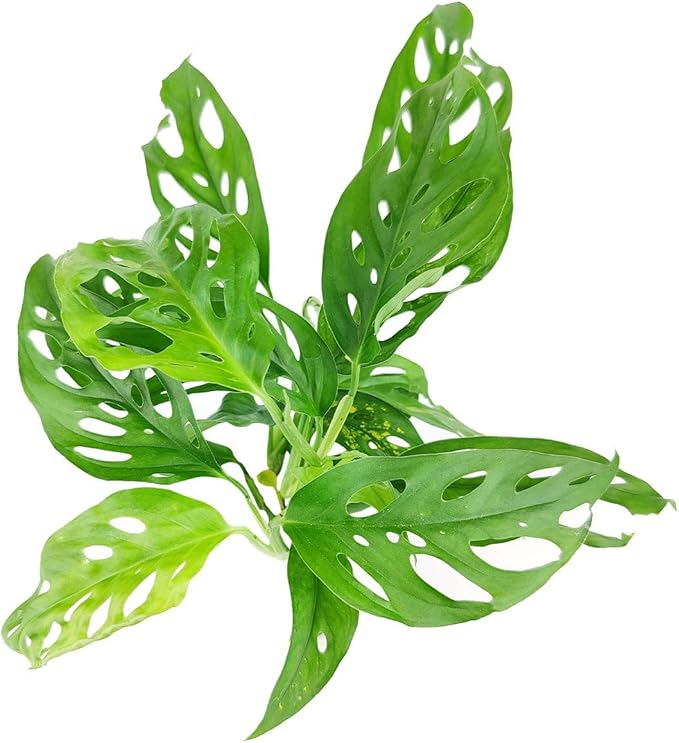 Monstera Adansonii 'Swiss Cheese' (4 inch) - Air-Purifying Houseplants - 4/6 inch Unique Live Decorative Houseplants - Low-Maintenance Indoor Plants, House Warming Gift, Natural Air Purifier