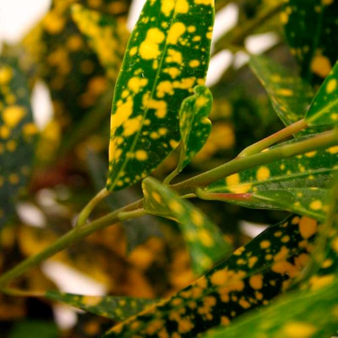 Croton 'Gold Dust' Live Plant for Indoor | Different Houseplants in 4'' & 6'' Pot | Real House Plant for Living Room, Office, Desk & Bathroom | Codiadeum variegatum | Gold Dust