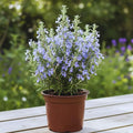 Rosemary Plant Live in Pot, Live Rosemary Plant, 8 Inches in Height, Fragrant Herb Plants