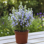 Rosemary Plant Live in Pot, Live Rosemary Plant, 8 Inches in Height, Fragrant Herb Plants