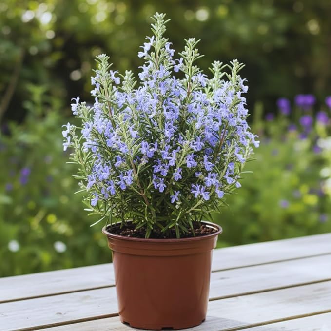 Rosemary Plant Live in Pot, Live Rosemary Plant, 8 Inches in Height, Fragrant Herb Plants